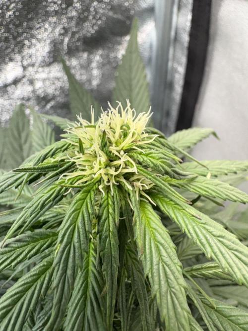 Auto Mimosa Punch. Week 8