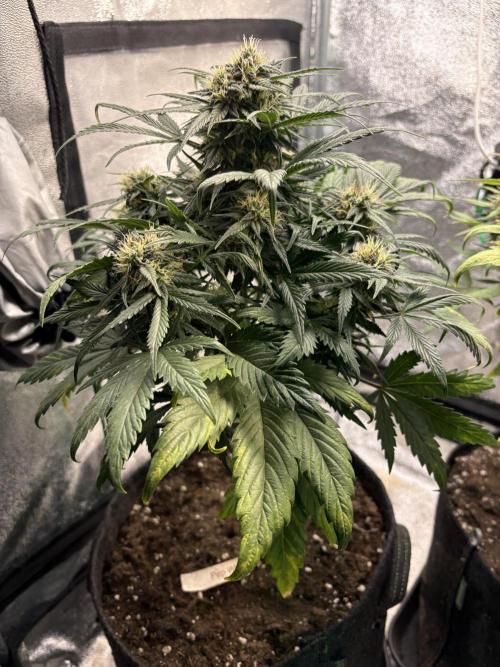 White Widow: Stefania. Week 11