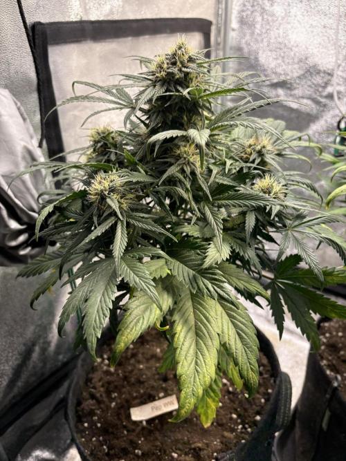 White Widow: Stefania. Week 11