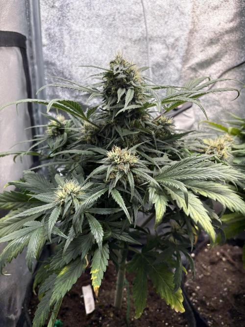 White Widow: Stefania. Week 11