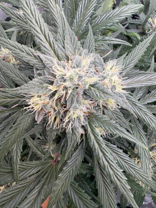 White Widow: Stefania. Week 11