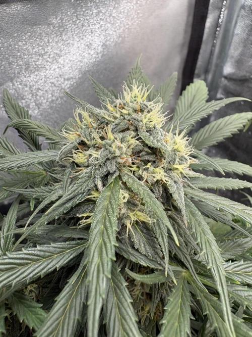White Widow: Stefania. Week 11