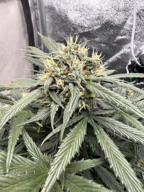 White Widow: Stefania. Week 11