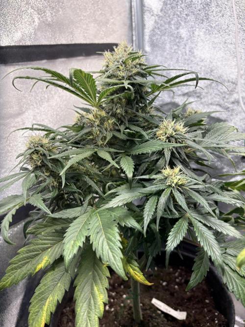 White Widow: Stefania. Week 11