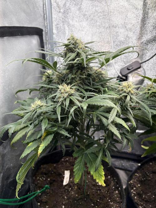 White Widow: Stefania. Week 11