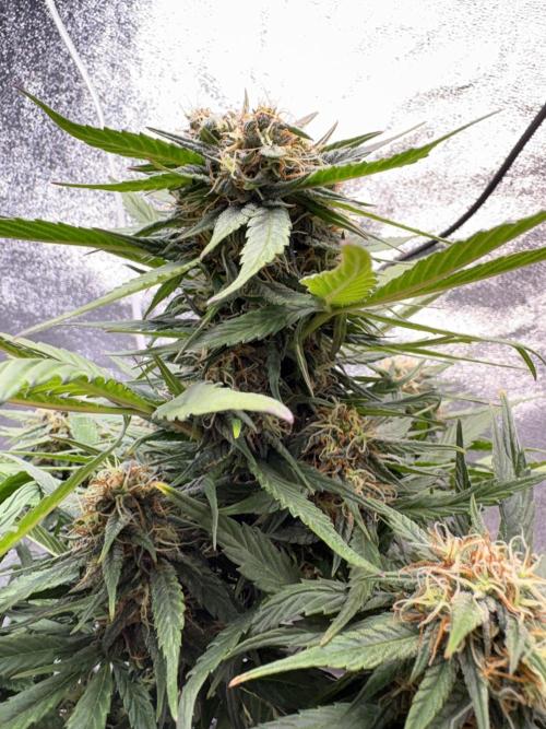 Mimosa Punch: Mimma. Week 11
