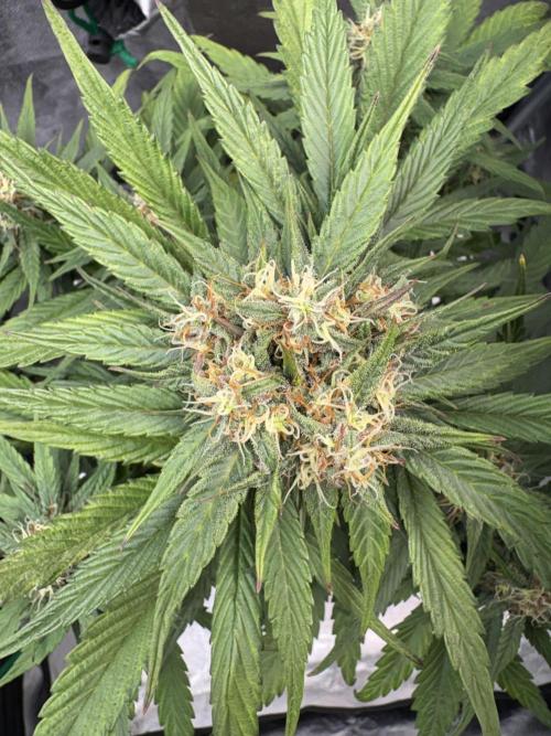 Mimosa Punch: Mimma. Week 11