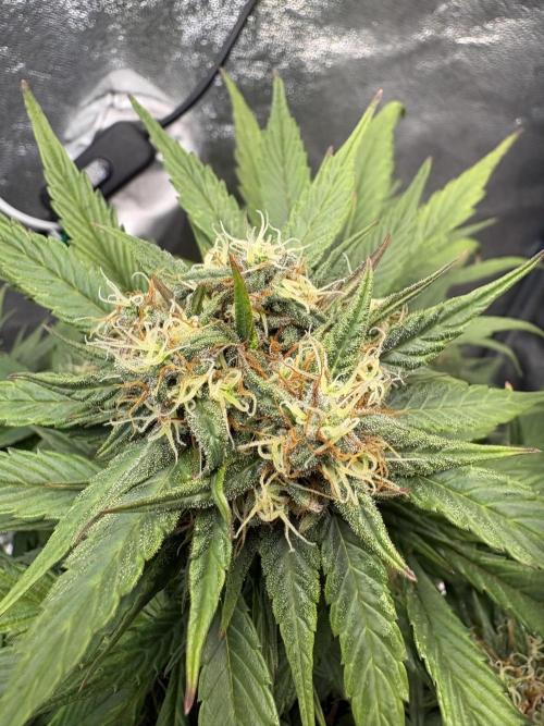 Mimosa Punch: Mimma. Week 11