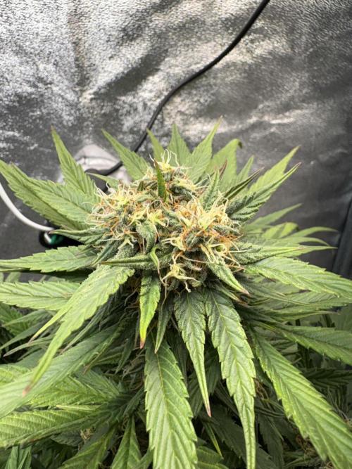 Mimosa Punch: Mimma. Week 11