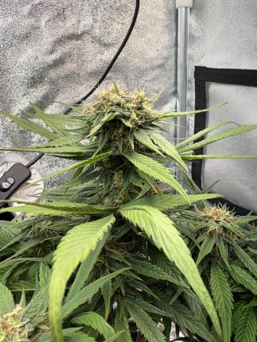 Mimosa Punch: Mimma. Week 11
