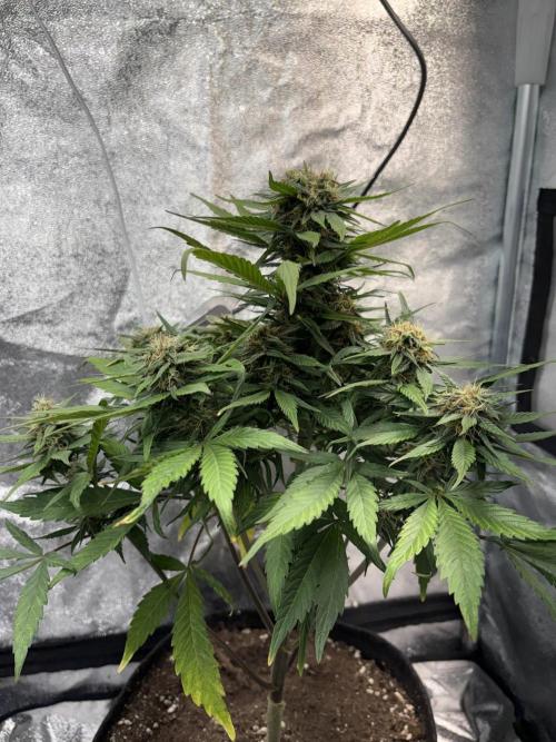 Mimosa Punch: Mimma. Week 11