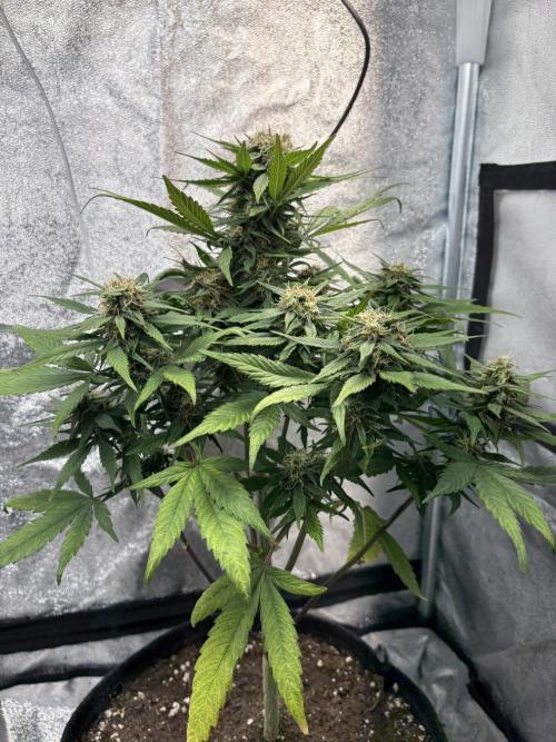 Mimosa Punch: Mimma. Week 11