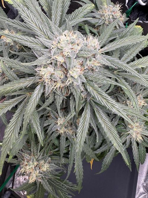 White Widow: Stefania. Week 12