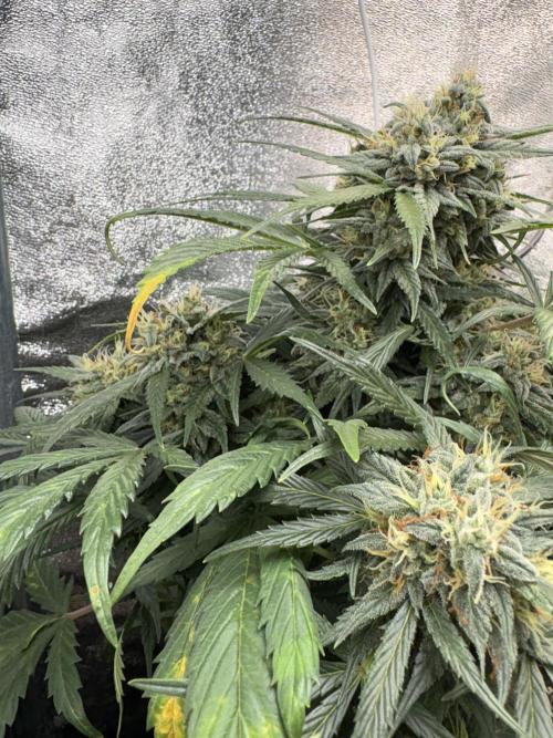 White Widow: Stefania. Week 12