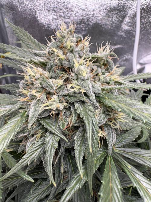 Mimosa Punch: Mimma. Week 12