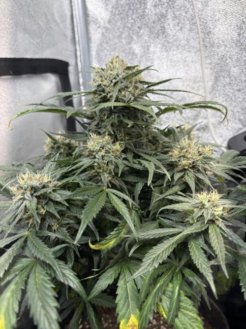 Mimosa Punch: Mimma. Week 12