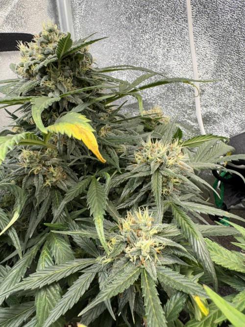 Mimosa Punch: Mimma. Week 12