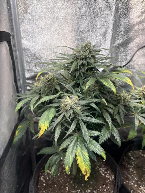 Mimosa Punch: Mimma. Week 12