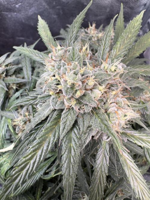 Mimosa Punch: Mimma. Week 13