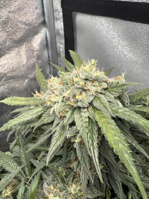 Mimosa Punch: Mimma. Week 13