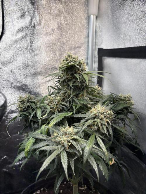 Mimosa Punch: Mimma. Week 13