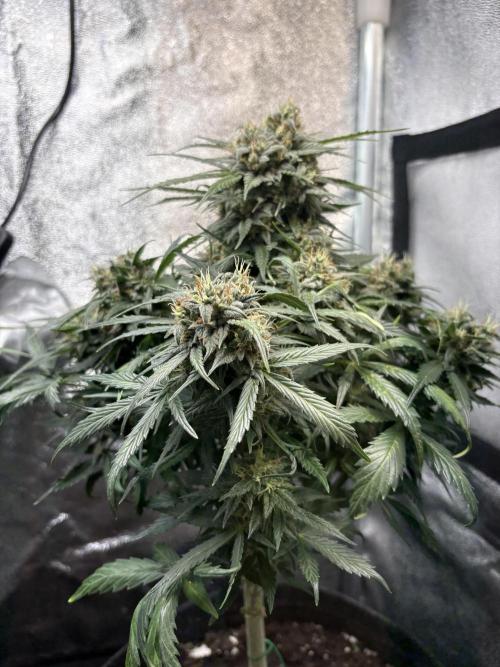 Mimosa Punch: Mimma. Week 13