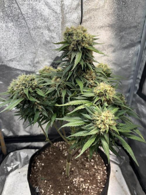 Mimosa Punch: Mimma. Week 14