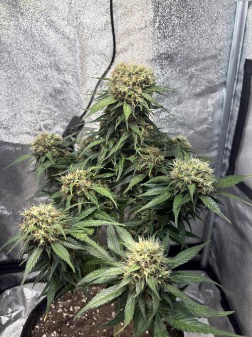 Mimosa Punch: Mimma. Week 14