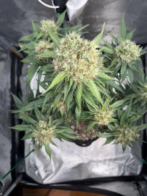 Mimosa Punch: Mimma. Week 14