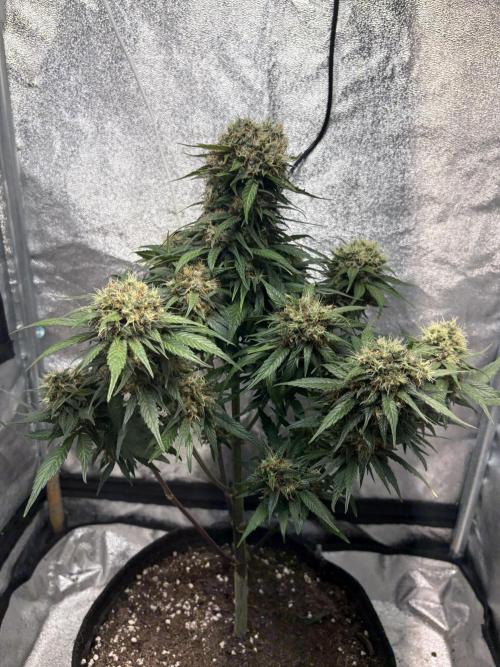 Mimosa Punch: Mimma. Week 14