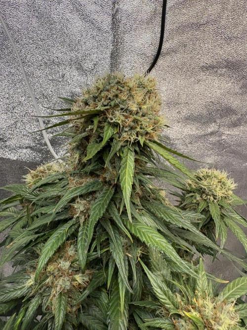 Mimosa Punch: Mimma. Week 14
