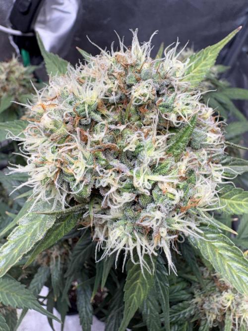 Mimosa Punch: Mimma. Week 14