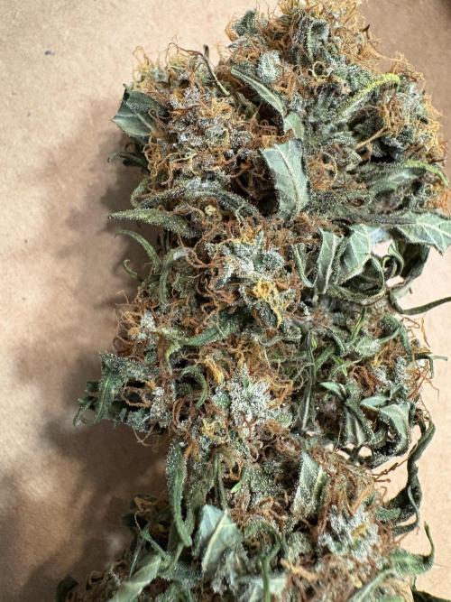 Mimosa Punch: Mimma. Week 16