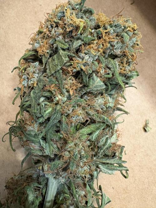 Mimosa Punch: Mimma. Week 16