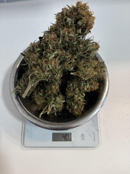 Mimosa Punch: Mimma. Week 16