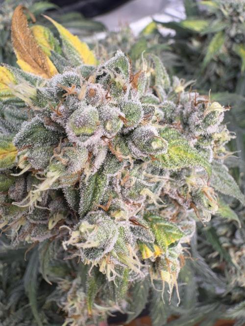 White Widow: Stefania. Week 14