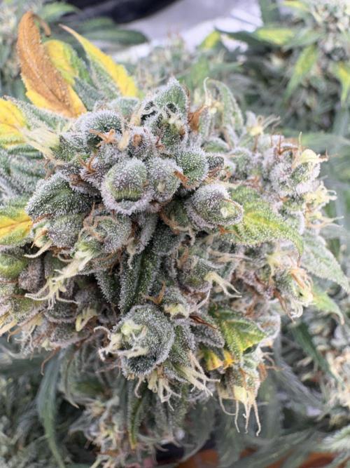 White Widow: Stefania. Week 14