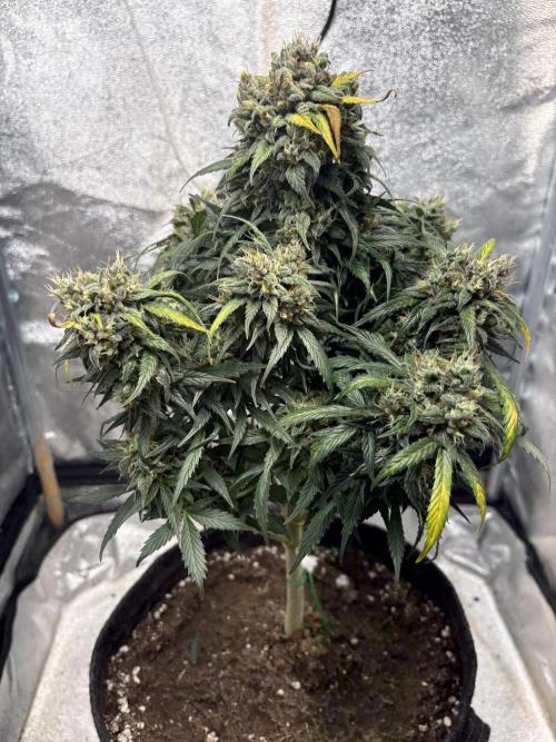 White Widow: Stefania. Week 14