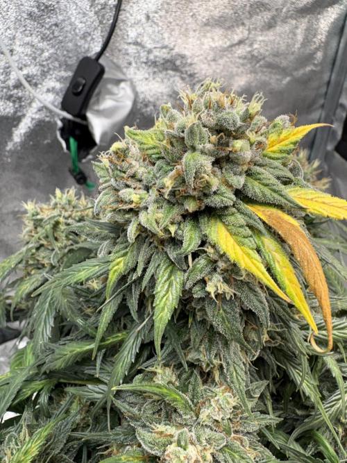 White Widow: Stefania. Week 14