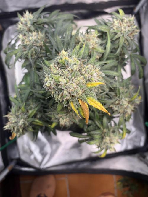 White Widow: Stefania. Week 14