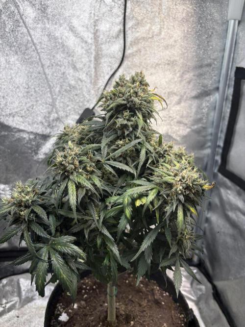 White Widow: Stefania. Week 14