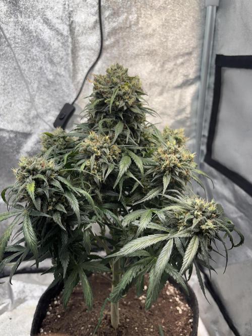 White Widow: Stefania. Week 14