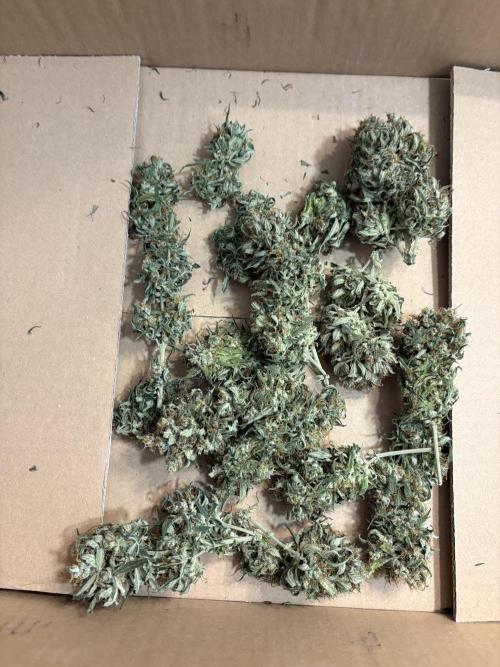 White Widow: Stefania. Week 15