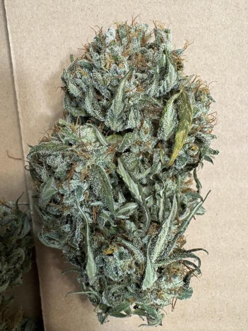 White Widow: Stefania. Week 15