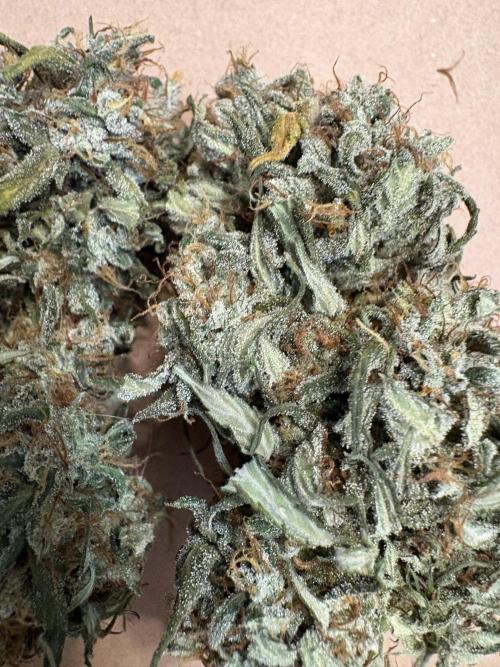 White Widow: Stefania. Week 15