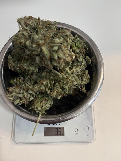 White Widow: Stefania. Week 15