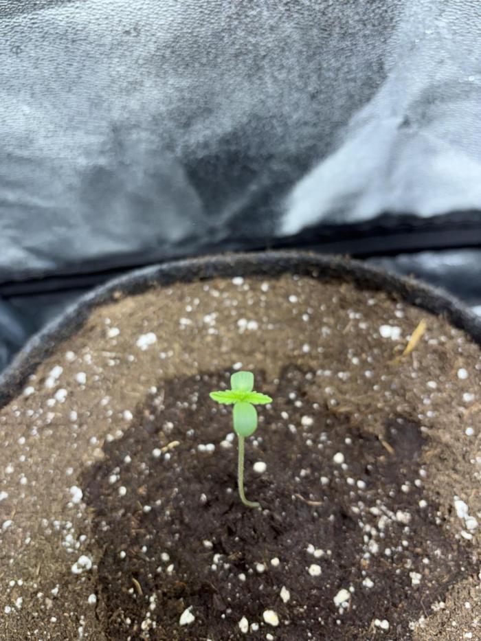 Gorilla Cookie: NoVabbè. Week 0
