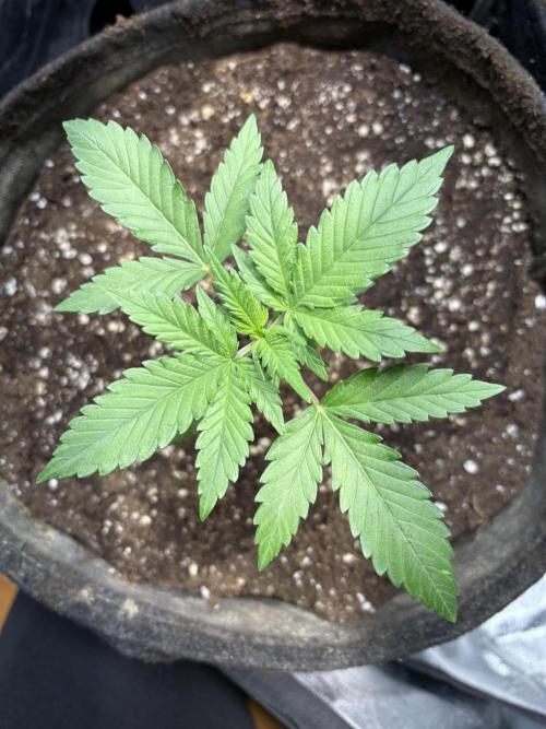 Gorilla Cookies Auto. Week 3