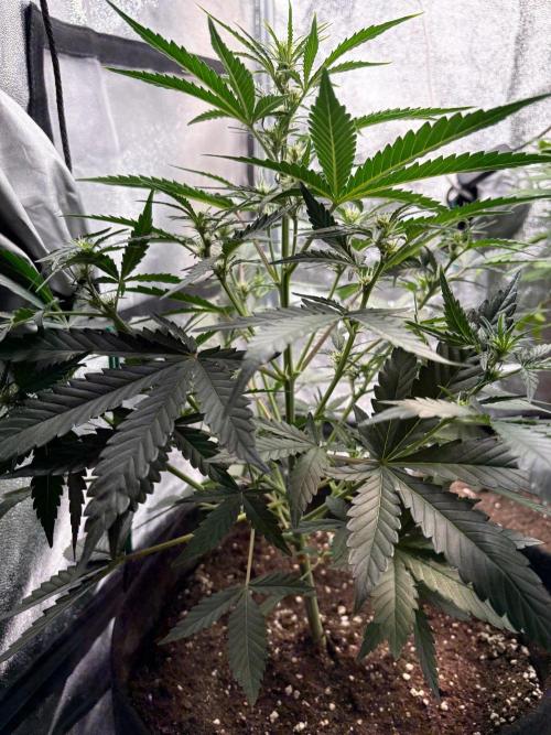 Gorilla Cookie: NoVabbè. Week 7