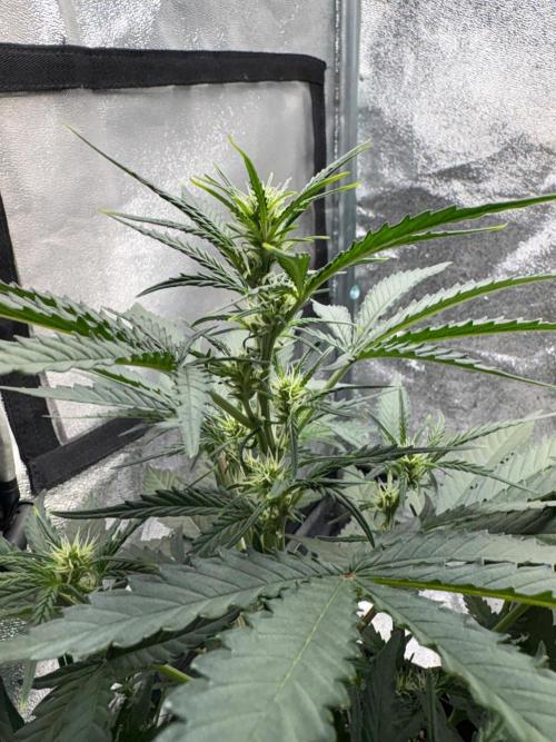 Gorilla Cookie: NoVabbè. Week 7